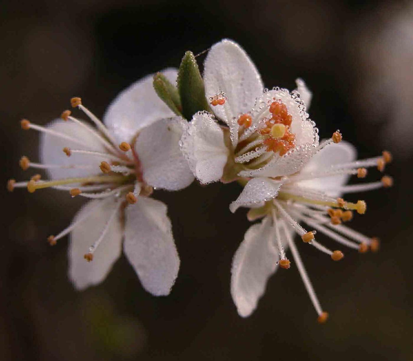 Blackthorn flower